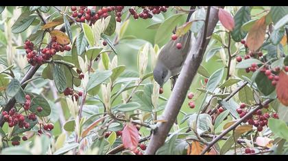 Küçük akgerdanlı ötleğen