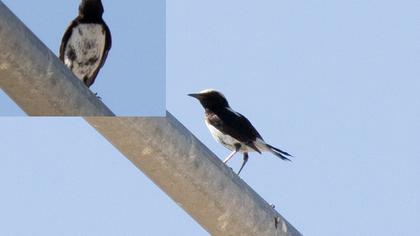 Aksırtlı kuyrukkakan