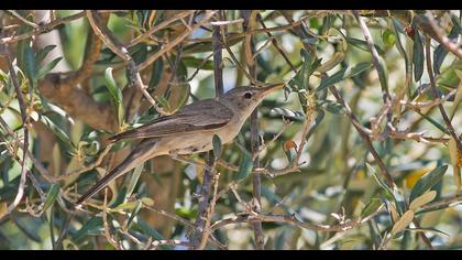 Zeytin mukallidi