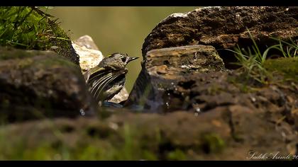 Sürmeli çalıkuşu