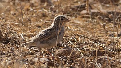 Türkistan çorak toygarı