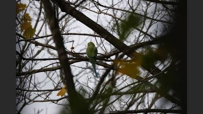 Rose-ringed Parakeet