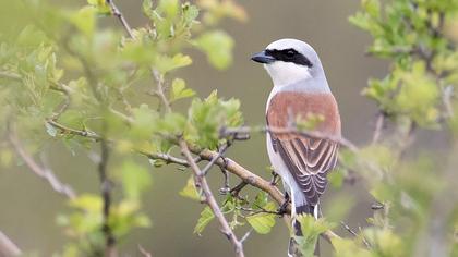 Kızılsırtlı örümcekkuşu