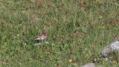 Sarıgagalı ketenkuşu