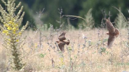 Küçük boğmaklı toygar