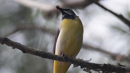 Dağ kuyruksallayanı