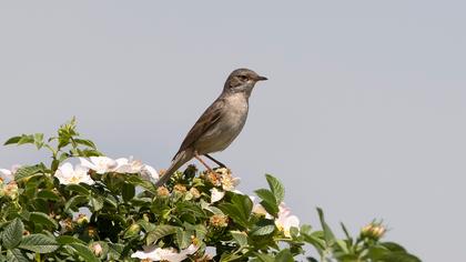 Akgerdanlı ötleğen