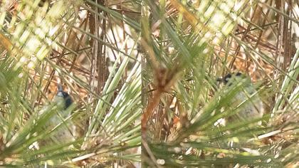 Kayın baştankarası