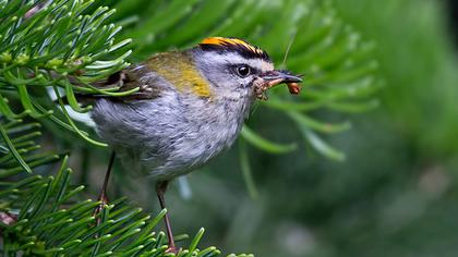 Sürmeli çalıkuşu
