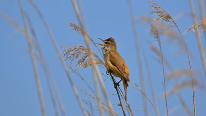 Büyük kamışçın