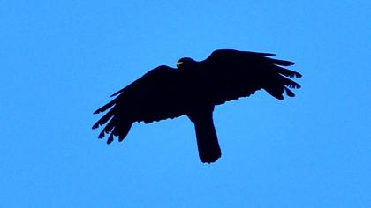 Sarıgagalı dağ kargası