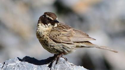 Sürmeli dağbülbülü