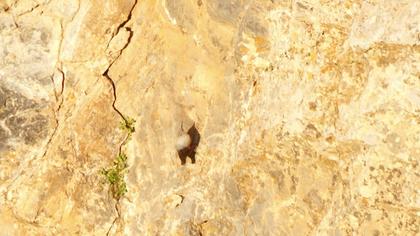 Duvar tırmaşıkkuşu