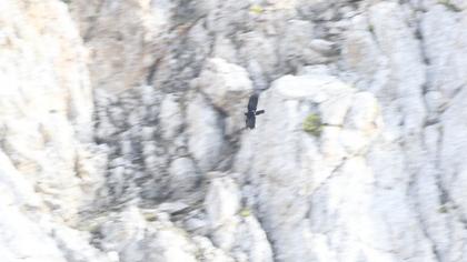 Sarıgagalı dağ kargası