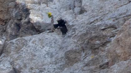 Kırmızıgagalı dağ kargası