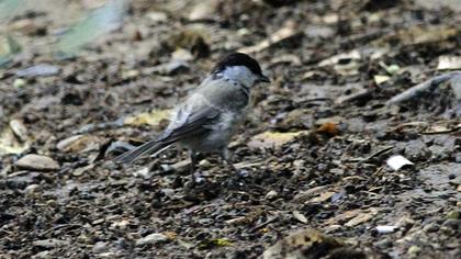 Kayın baştankarası