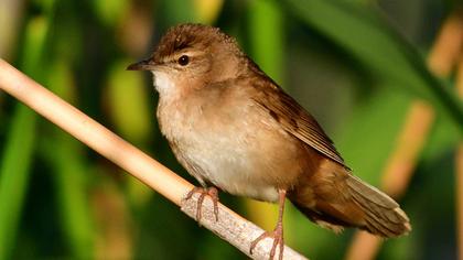 Bataklık kamışçını