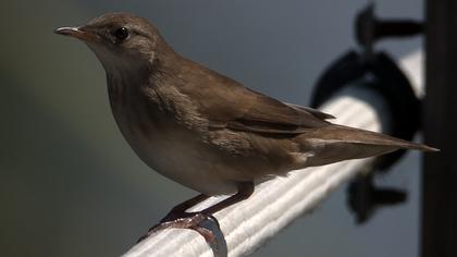 Bataklık kamışçını