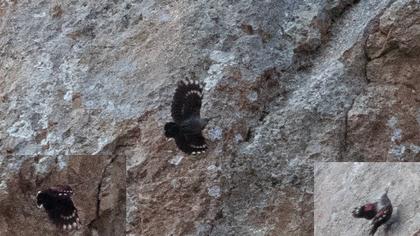 Duvar tırmaşıkkuşu