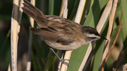 Bıyıklı kamışçın