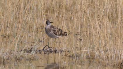 Orman düdükçünü