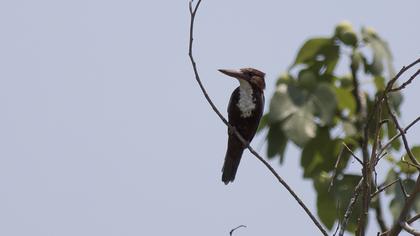 İzmir yalıçapkını