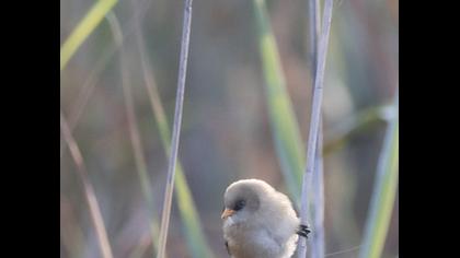 Bıyıklı baştankara