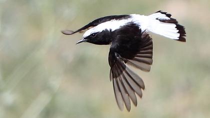 Aksırtlı kuyrukkakan