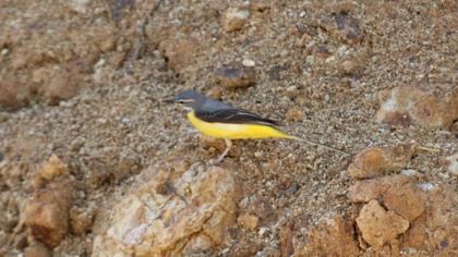 Dağ kuyruksallayanı