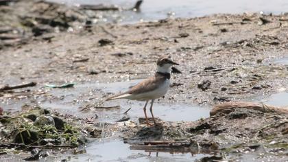Halkalı küçük cılıbıt