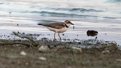 Halkalı küçük cılıbıt