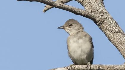 Karaboğazlı ötleğen