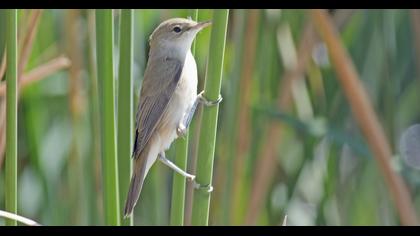 Bataklık kamışçını