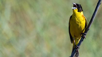 Karabaşlı kirazkuşu