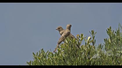 Black-headed Bunting