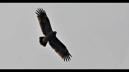 Greater Spotted Eagle
