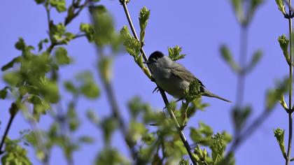 Karabaşlı ötleğen