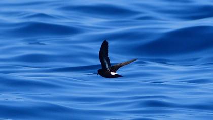 Fırtınakırlangıcı