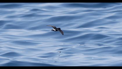 Fırtınakırlangıcı