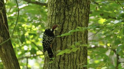 Aksırtlı ağaçkakan