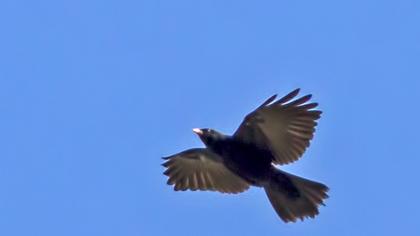 Sarıgagalı dağ kargası