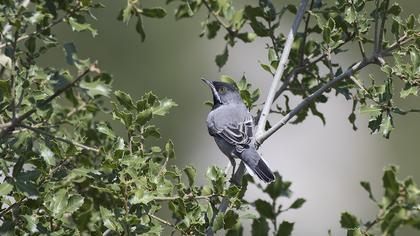 Karaboğazlı ötleğen