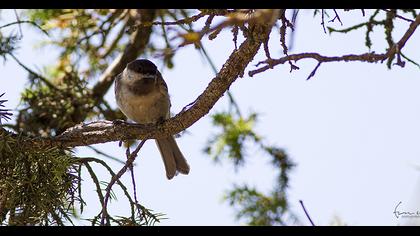 Akyanaklı baştankara