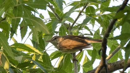 Çalı kamışçını