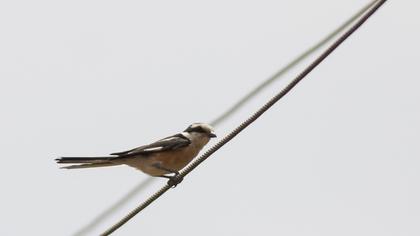 Maskeli örümcekkuşu