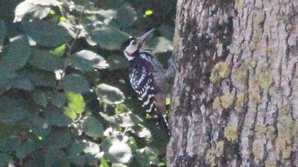 Aksırtlı ağaçkakan