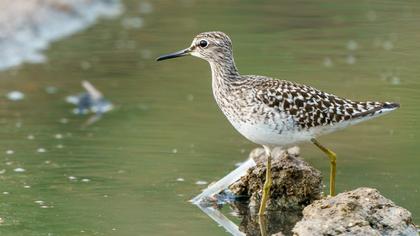 Orman düdükçünü