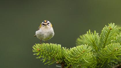 Sürmeli çalıkuşu