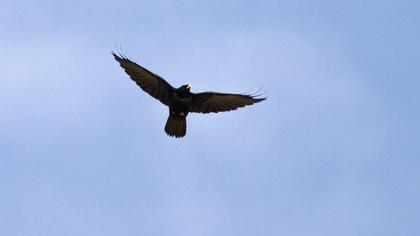 Sarıgagalı dağ kargası