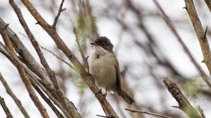 Pembegöğüslü ötleğen